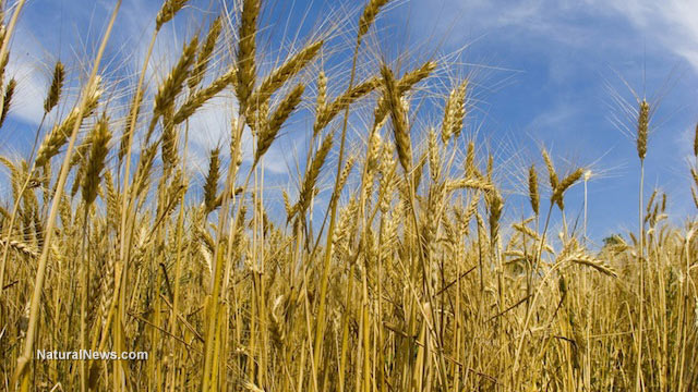 Scientists: Eating GMO wheat may destroy your liver