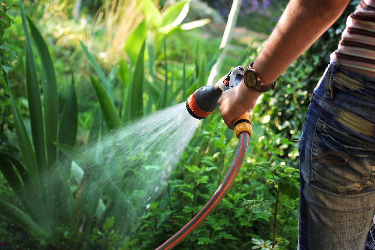 Great water-saving tips to make your plants more drought-resistant
