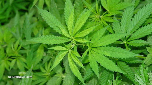Obama’s war on marijuana: Why is this herbal remedy still a ‘Schedule 1 drug?’