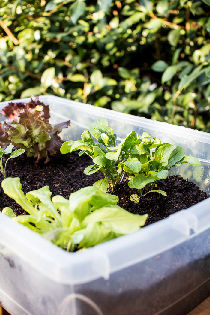 Try these fast-growing superfoods in your garden this year