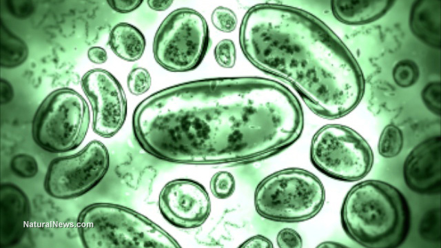 Health alert: Dawn of the incurable SUPERBUG has arrived