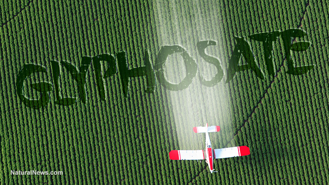 How Glyphosate kills plants – And your immune system