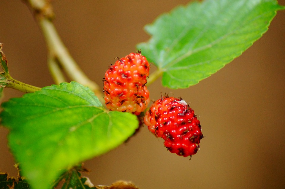 Mulberry compound found to fight obesity, high cholesterol, high blood sugar and even cancer