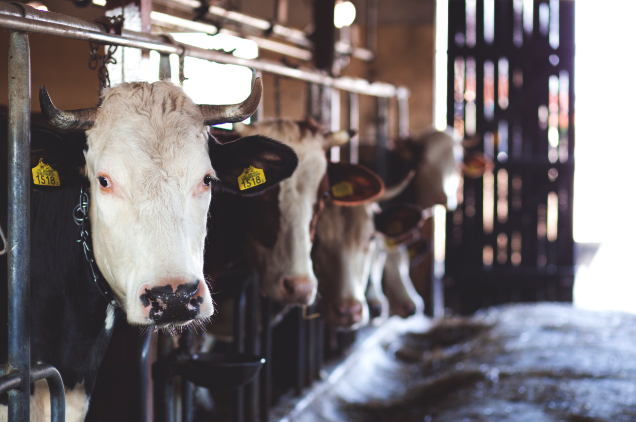 Warning: Anthrax found at Indiana livestock farm, all animals will be treated with antibiotics and vaccines – is it safe?
