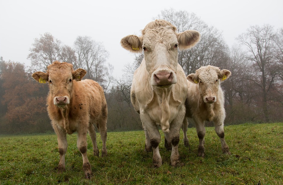 Is a ban on antibiotics for livestock growth possible in the United States’ future?