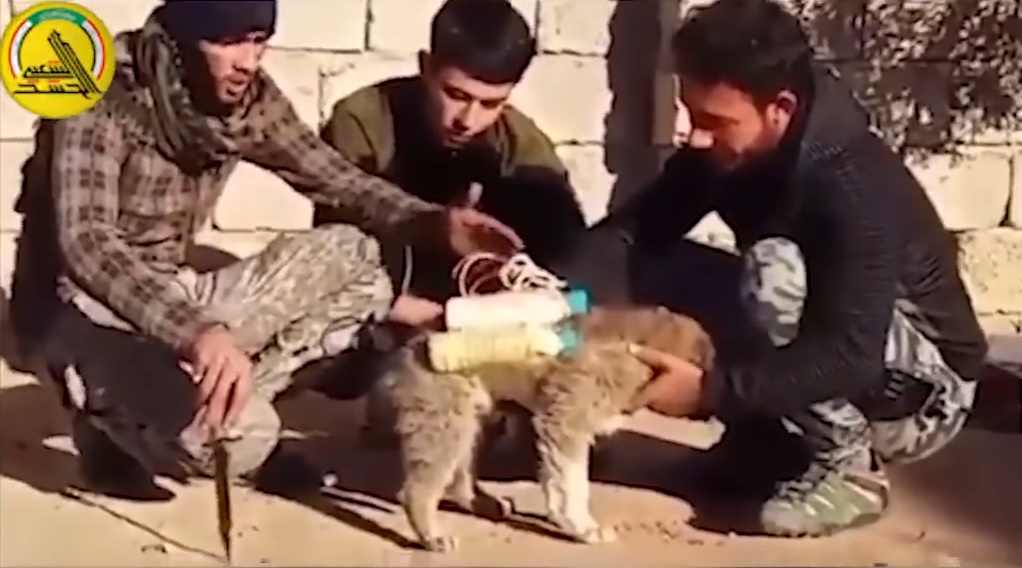 ISIS now strapping bombs to puppies