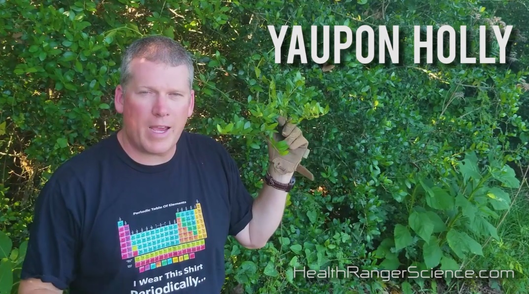Health Ranger teaches wild foods: Yaupon Holly for “coffee” and Nopal cactus fruit for nutrition