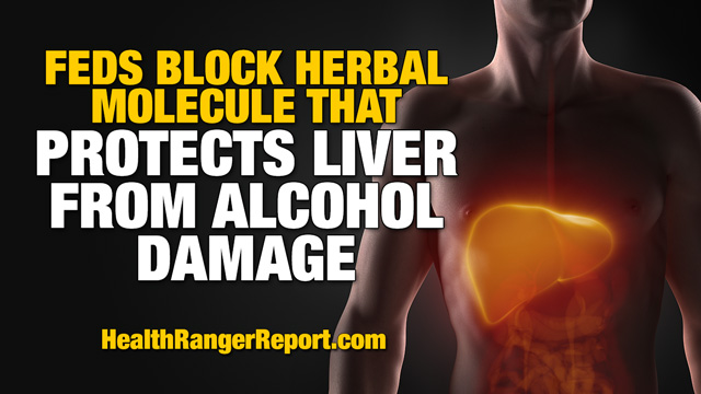 Feds try to suppress herbal molecule that makes your liver nearly ‘bulletproof’ against alcohol damage