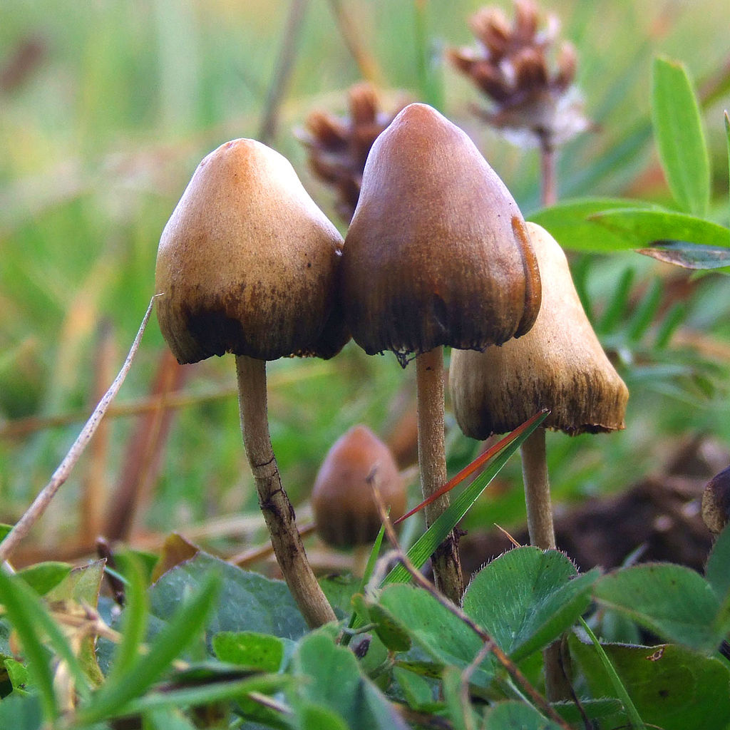 Magic mushrooms could help heal brain damage, PTSD
