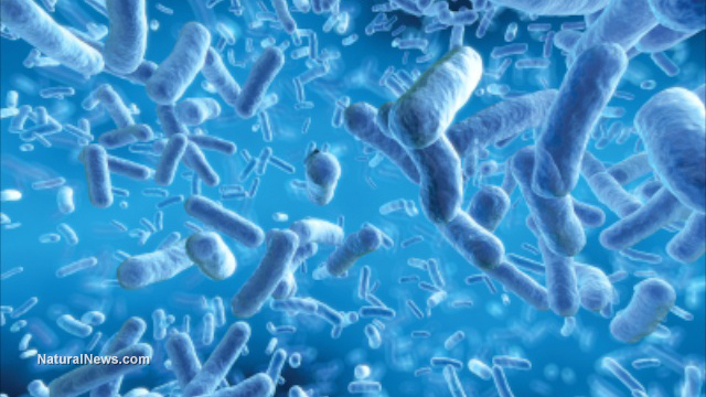 Deadly E. coli strain bioengineered to attack food supply and cause fatalities
