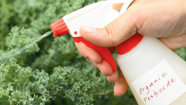 Natural pesticides you can make at home