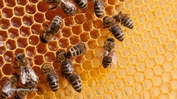 Poland beekeepers successfully ban bee-killing GM corn