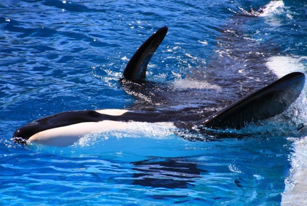 Corporate espionage: SeaWorld plants undercover spies to entrap animal rights activists
