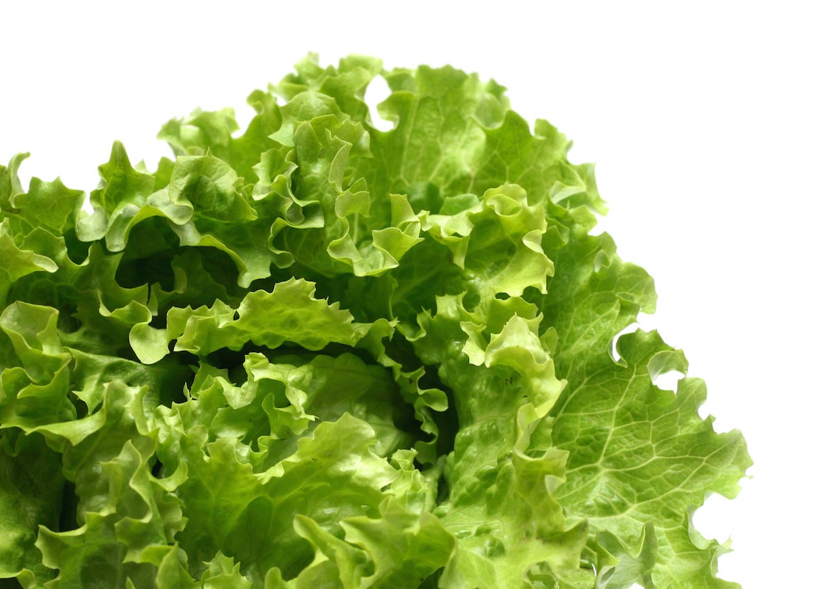 Grow bigger, better, crunchier lettuce