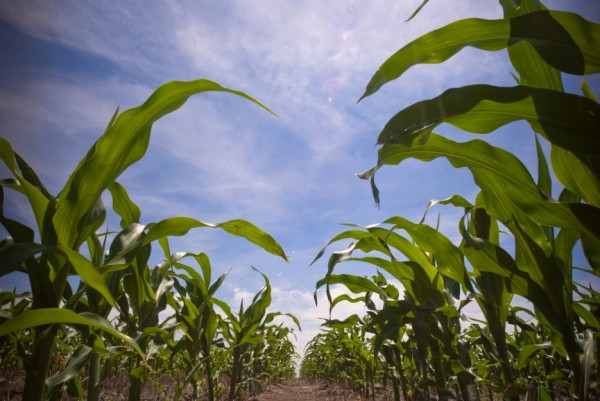 Judge rules in favor of all-natural farmers and anti-GMO scientists, indefinitely banning GM maize in Mexico