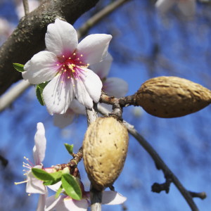 The future of almonds?