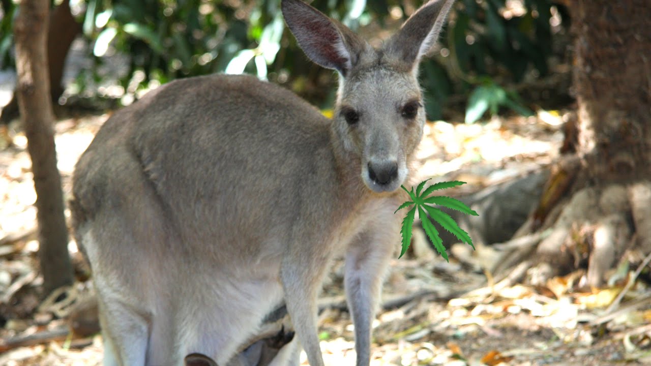 Medical Marijuana now legal in Australia
