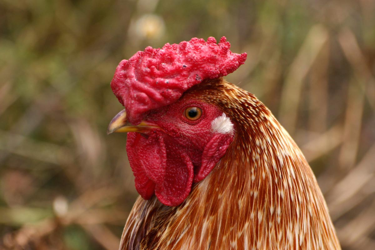 Are your chickens flying their coop? Here’s how to clip their wings and keep ‘em around