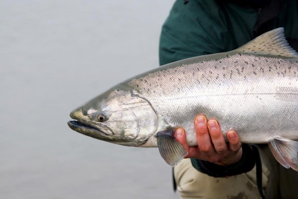 Salmon caught near Seattle overloaded with antidepressants, cocaine and more