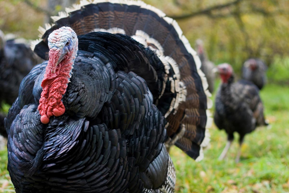 What it takes to begin raising turkeys