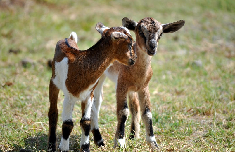 Top five reasons to use goat’s milk soap