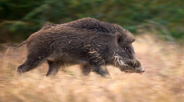 Radioactive wild boars multiplying like crazy in the abandoned zones around Fukushima