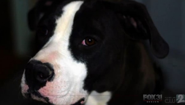 Taxpayers shell out nearly $400,000 after psycho cop slaughters harmless, restrained dog for fun