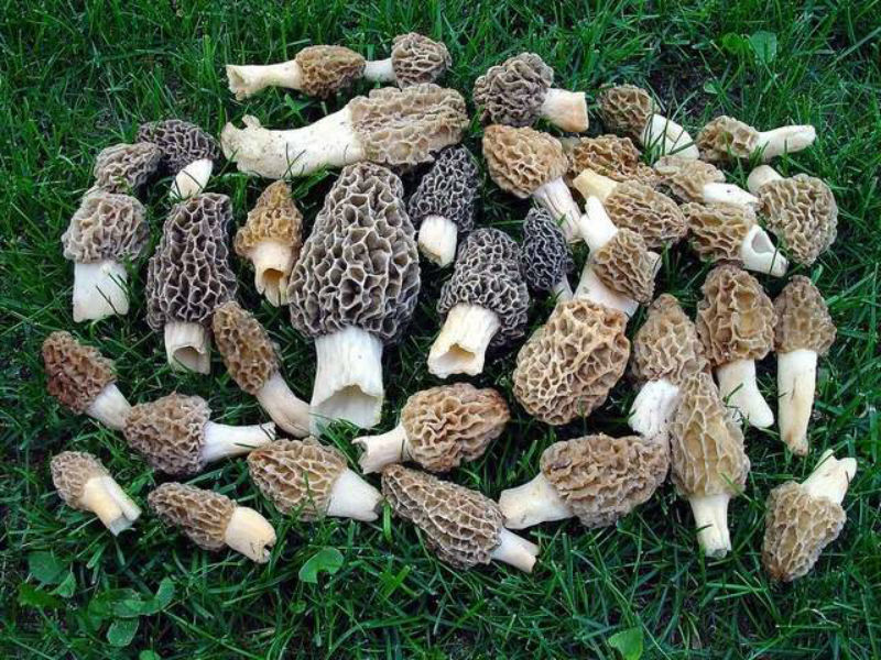 How to find more morel mushrooms