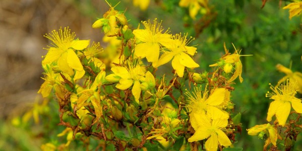 Meta-study reveals St. John’s Wort is better than placebos and just as effective as SSRIs at treating depression with few side effects