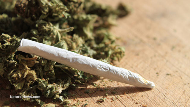 Is marijuana really a gateway drug?