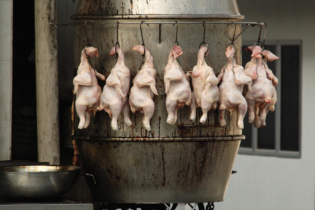 USDA rule allows hidden feces, pus, bacteria and bleach in conventional poultry
