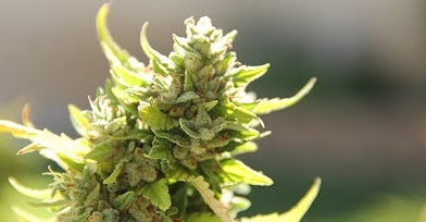 Who was Jack Herer and why was a cannabis strain named after him?