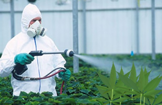 Getting pesticides out of bud: the alternative health community’s next big issue