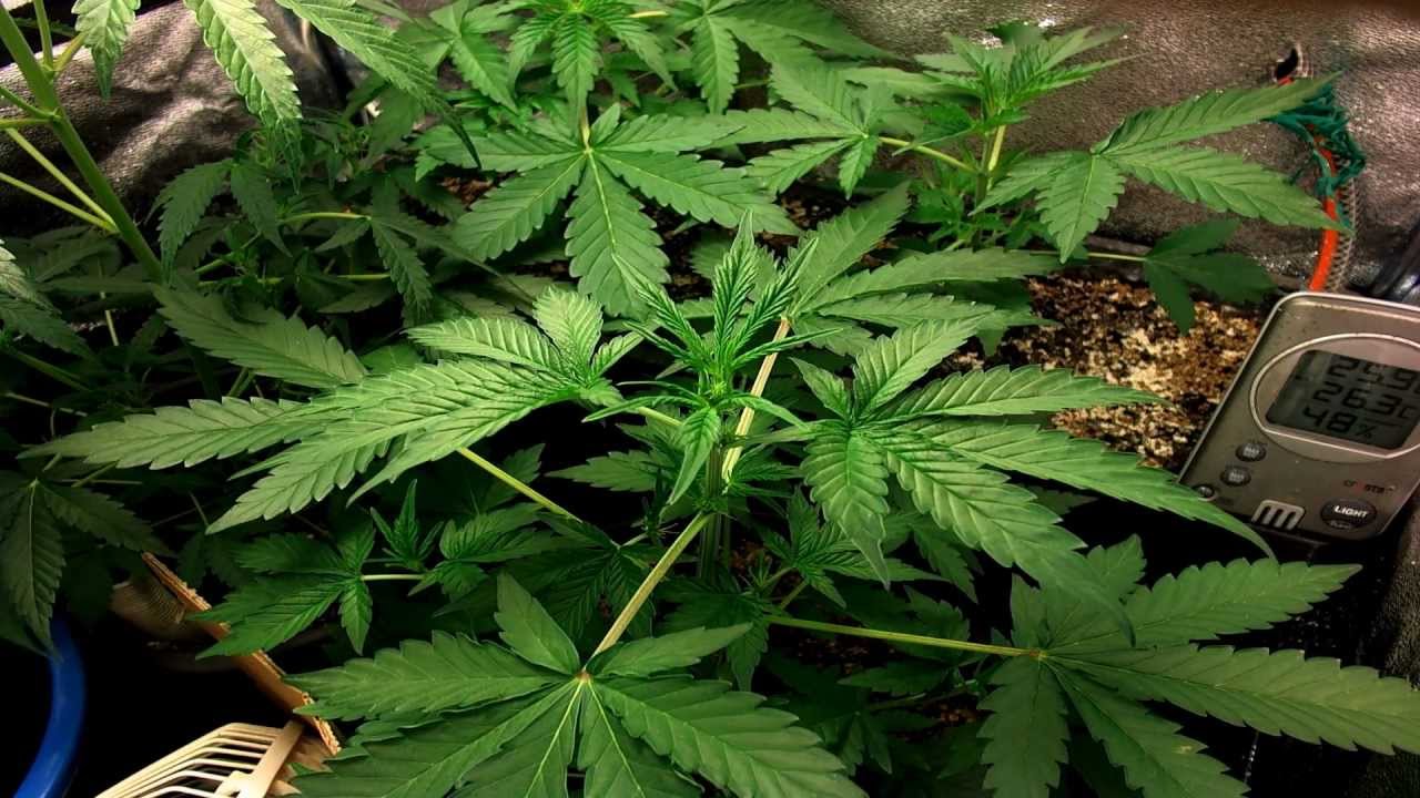 Marijuana tourism is on the increase