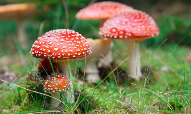 Do mushrooms spur happiness? Study shows ‘magic’ fungi relieves chronic depression, reviving feelings of optimism