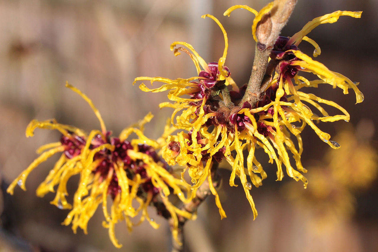 The Soothing Benefits of Witch Hazel