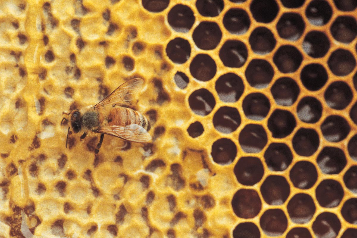 Got honey? You should – here are at least 80 reasons why