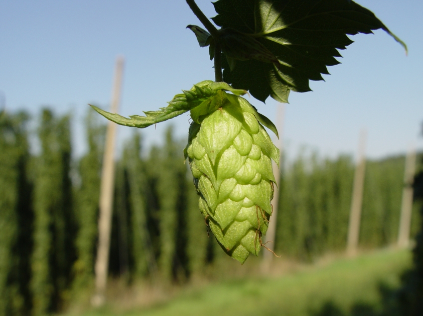 Micronutrient in Hops Helps Metabolic Syndrome and More
