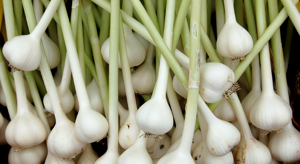 Why you should be using more of this amazing herb: Garlic