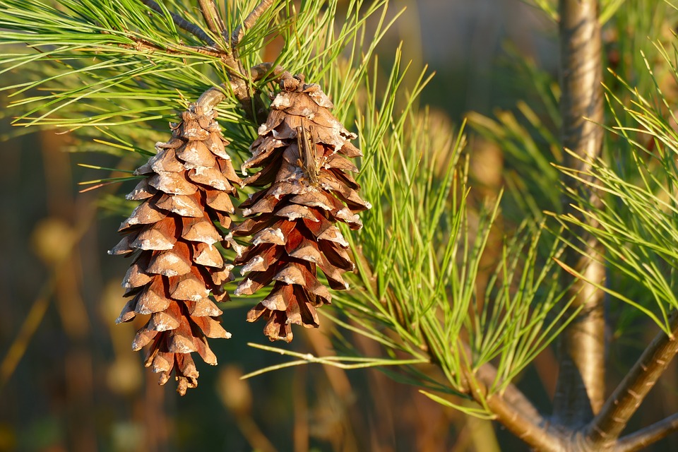 Using pine trees for food, medicine and shelter