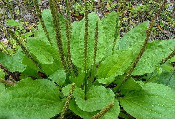This common driveway weed is also one of the most powerful natural medicines