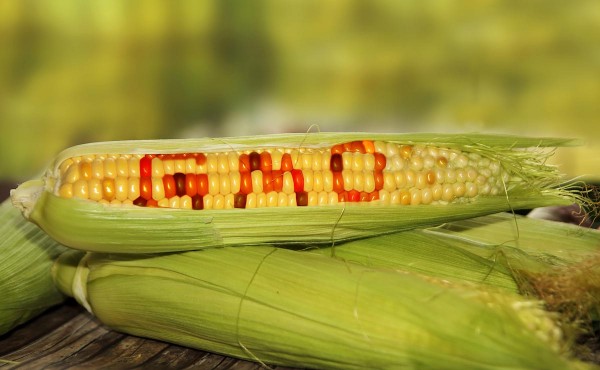 China refuses GMO grain imports from the United States