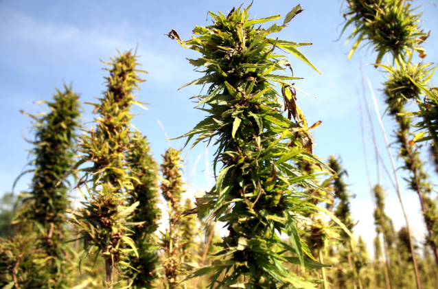 How to keep your cannabis as robust, healthy and environmentally friendly as possible