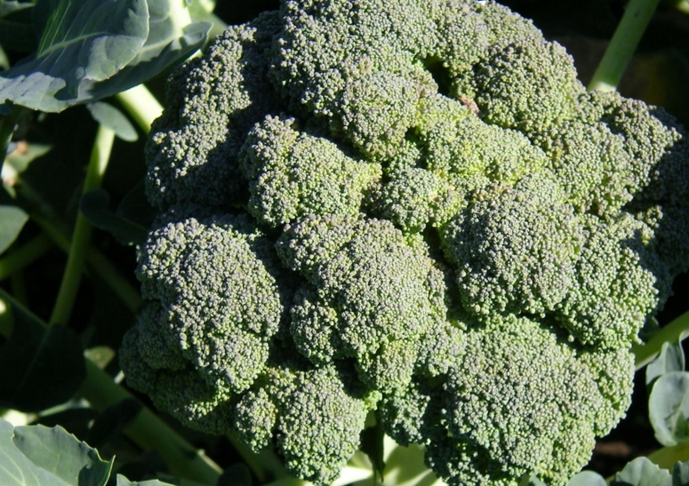 Broccoli’s cancer prevention mechanism found to work on “non-coding RNA” to prevent formation of tumors