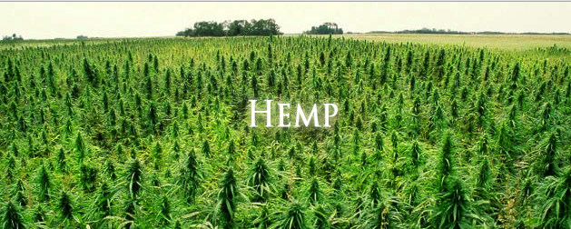 Farmers in New York plant first hemp crop in 80 years