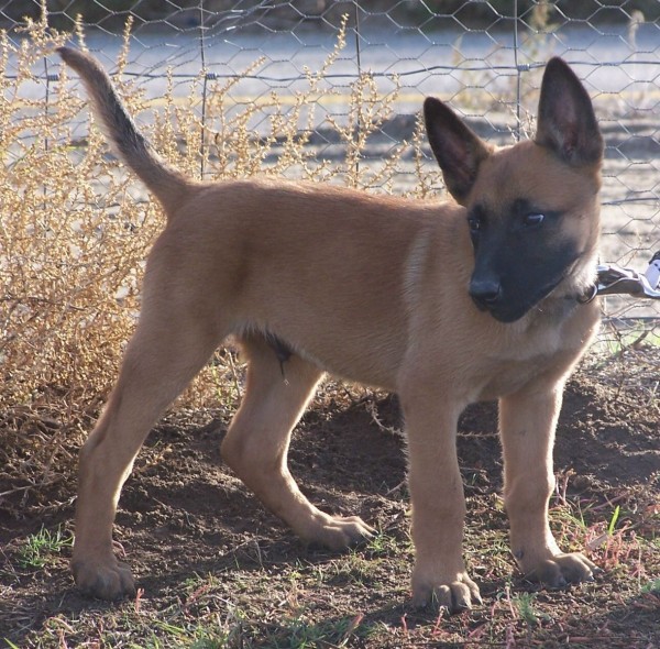 Clone Wars: Is Russia building an army of genetically-enhanced war dogs?