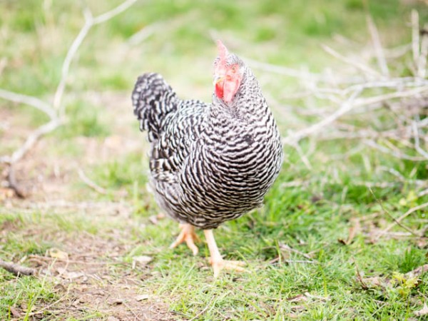 Maryland looking to hold Big Chicken responsible for toxic manure polluting water supplies