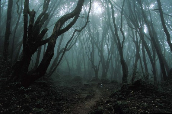 Have you ever heard of the mysterious “Suicide Forest” in Japan?