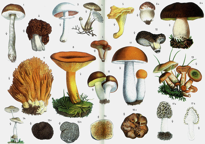 Medical scientists stunned as “magic mushroom” treatment found to heal mental illness… yet it remains illegal