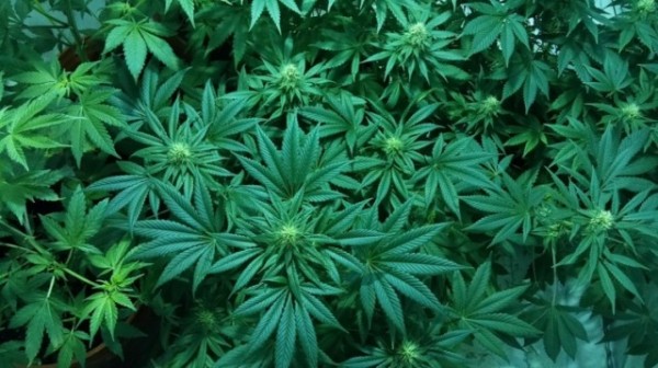 Reduce pest infestation of your marijuana plants with natural products